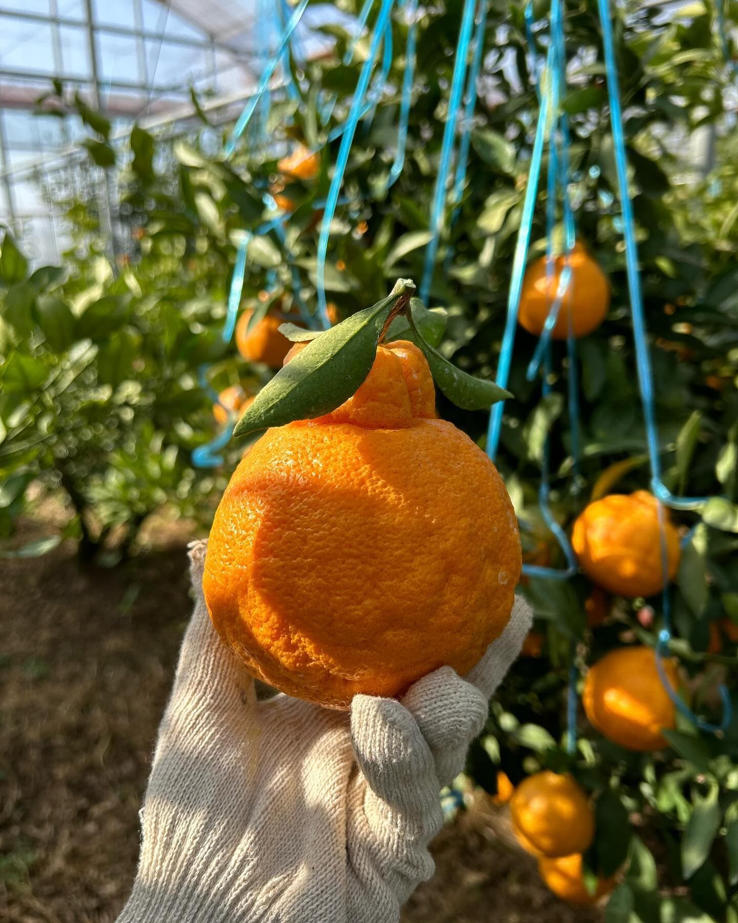 한라봉